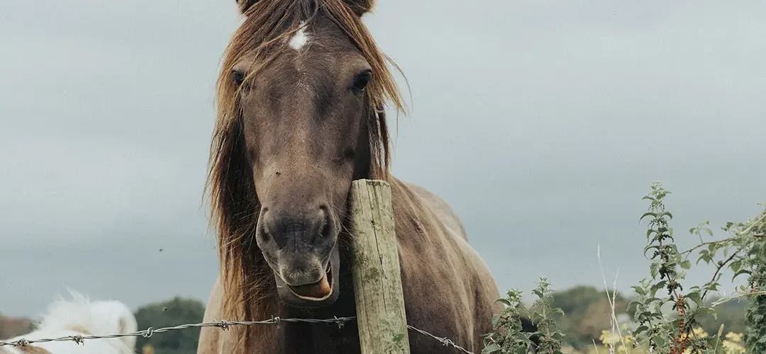 Nature Horse