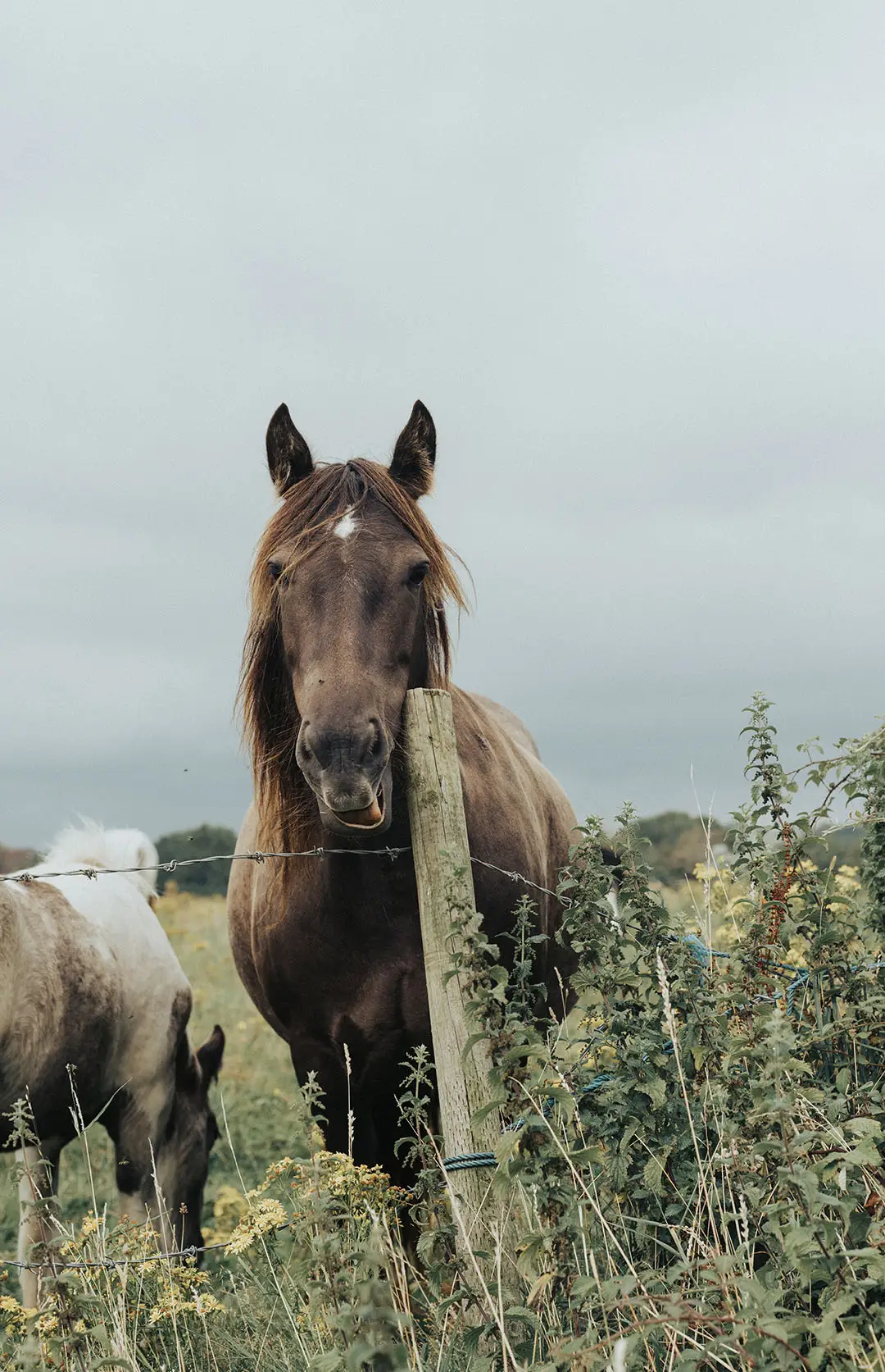Nature Horse