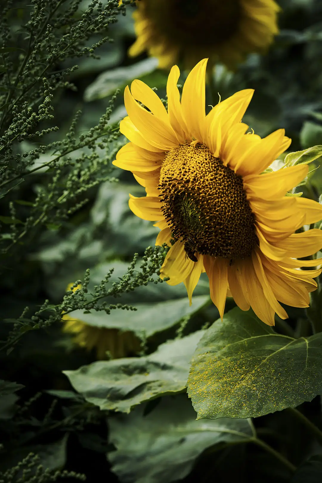 Sunflower