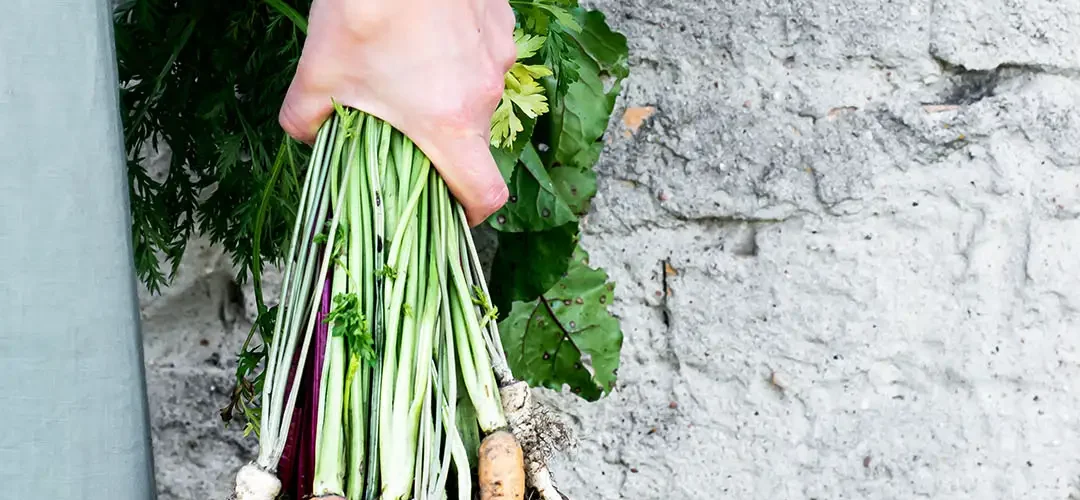 Harvested Vegetables