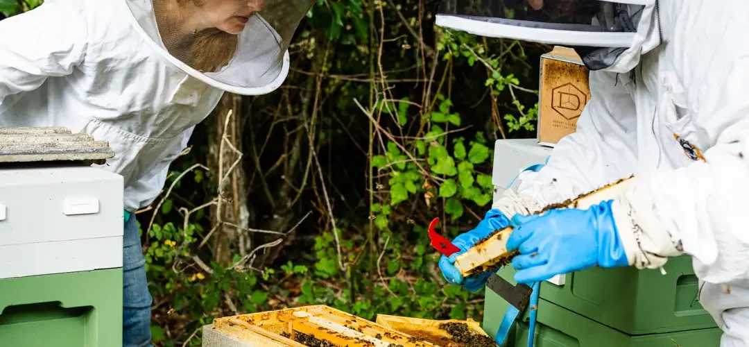 Beekeepers at work