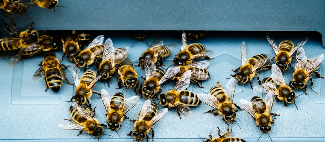 Busy Bees