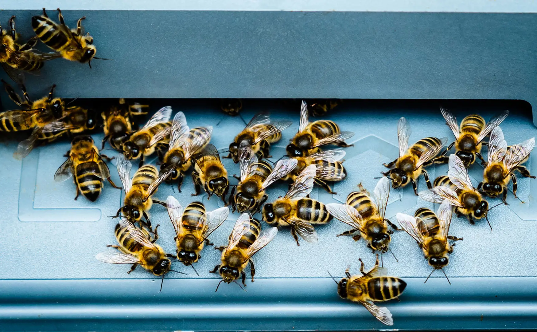 Busy Bees