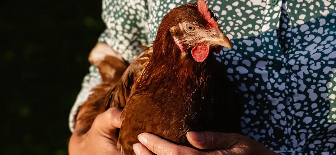 Handy Hen