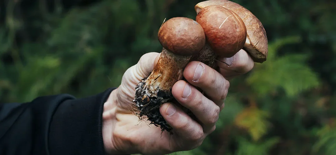 Grab a Mushroom