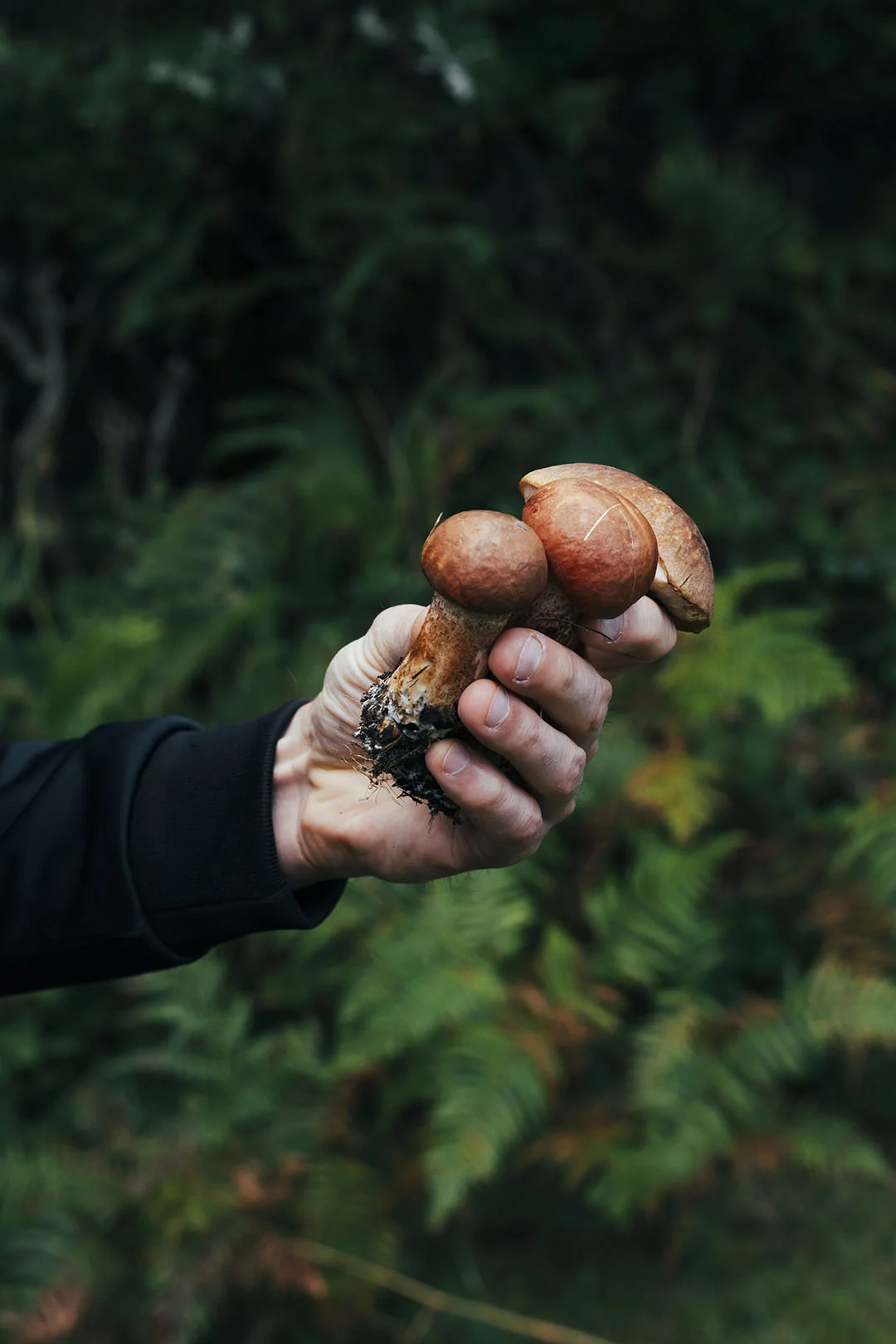 Grab a Mushroom
